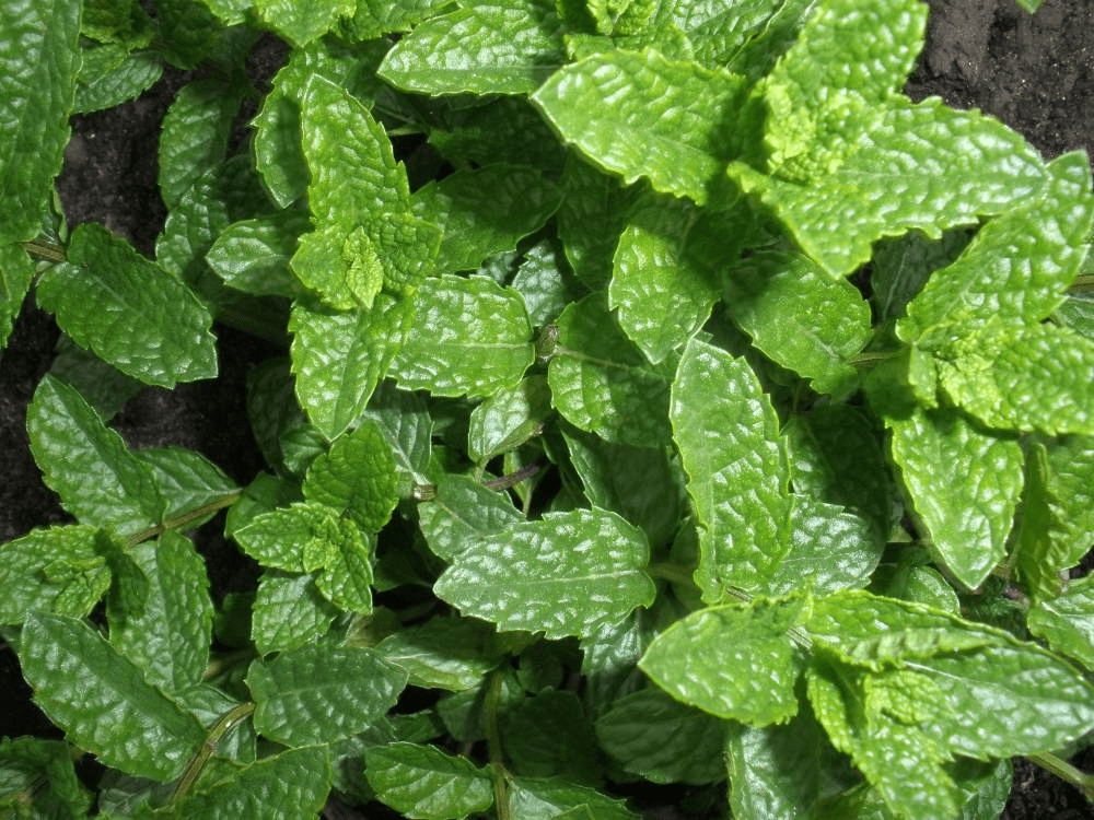 Des images de diff�rentes plantes